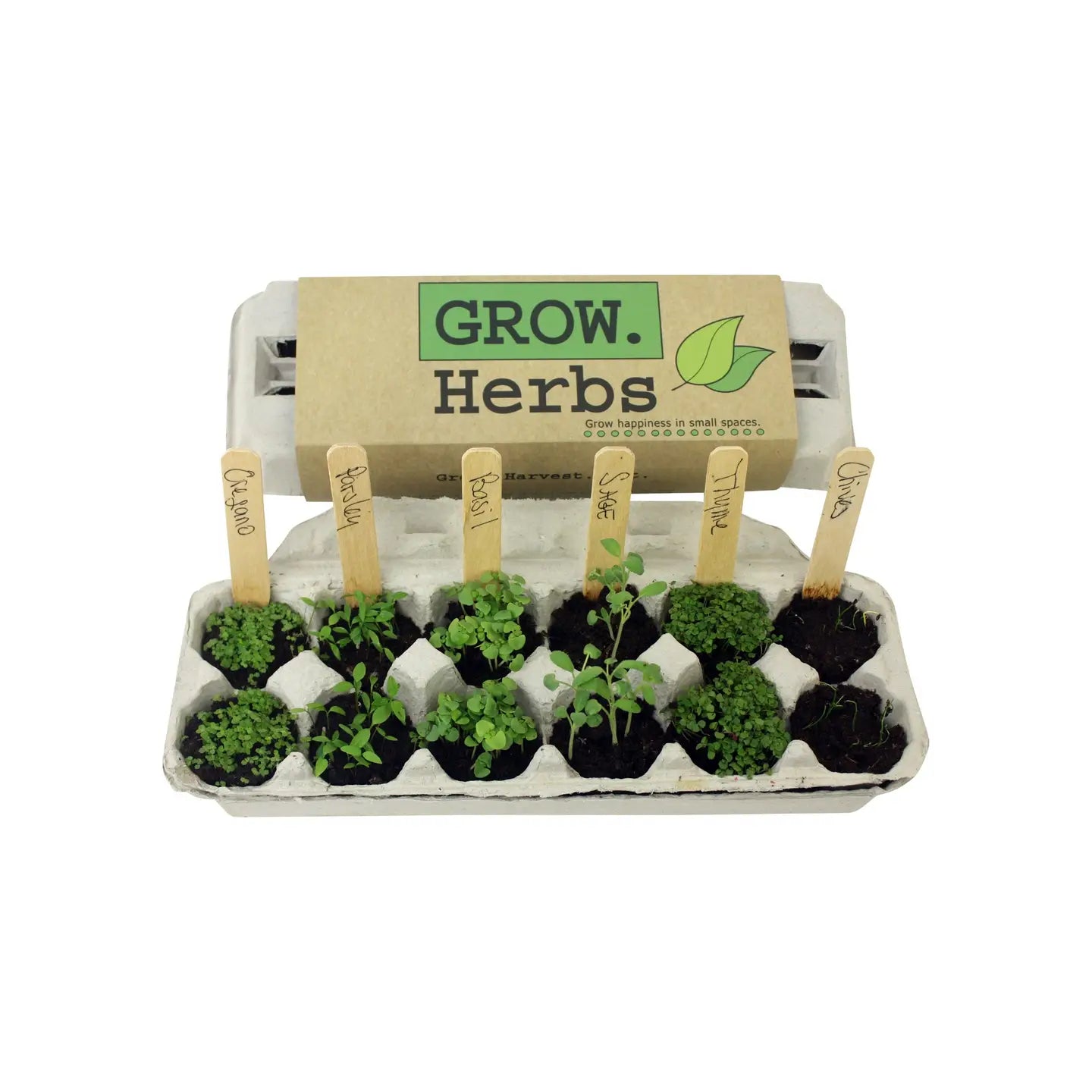 Backyard Safari Co. Grow Kits