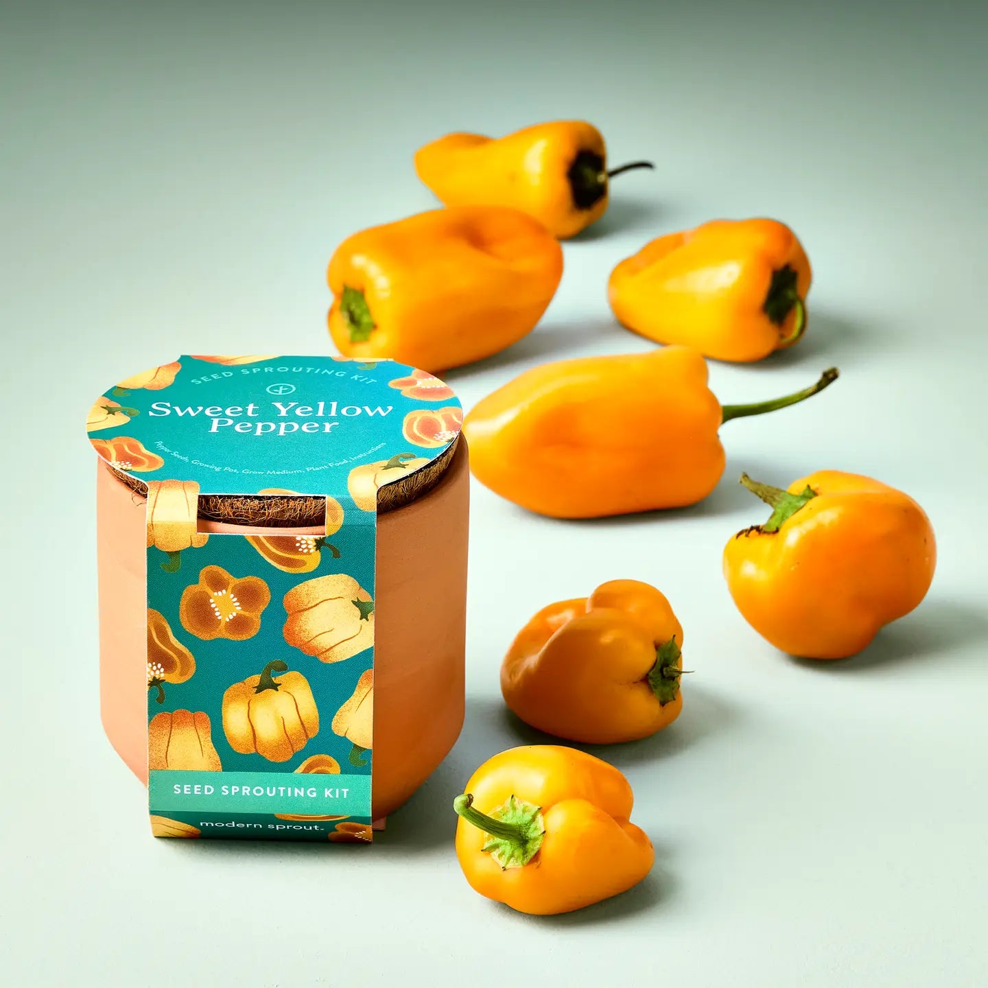 Modern Sprout Terracotta Seed Sprouting Kits