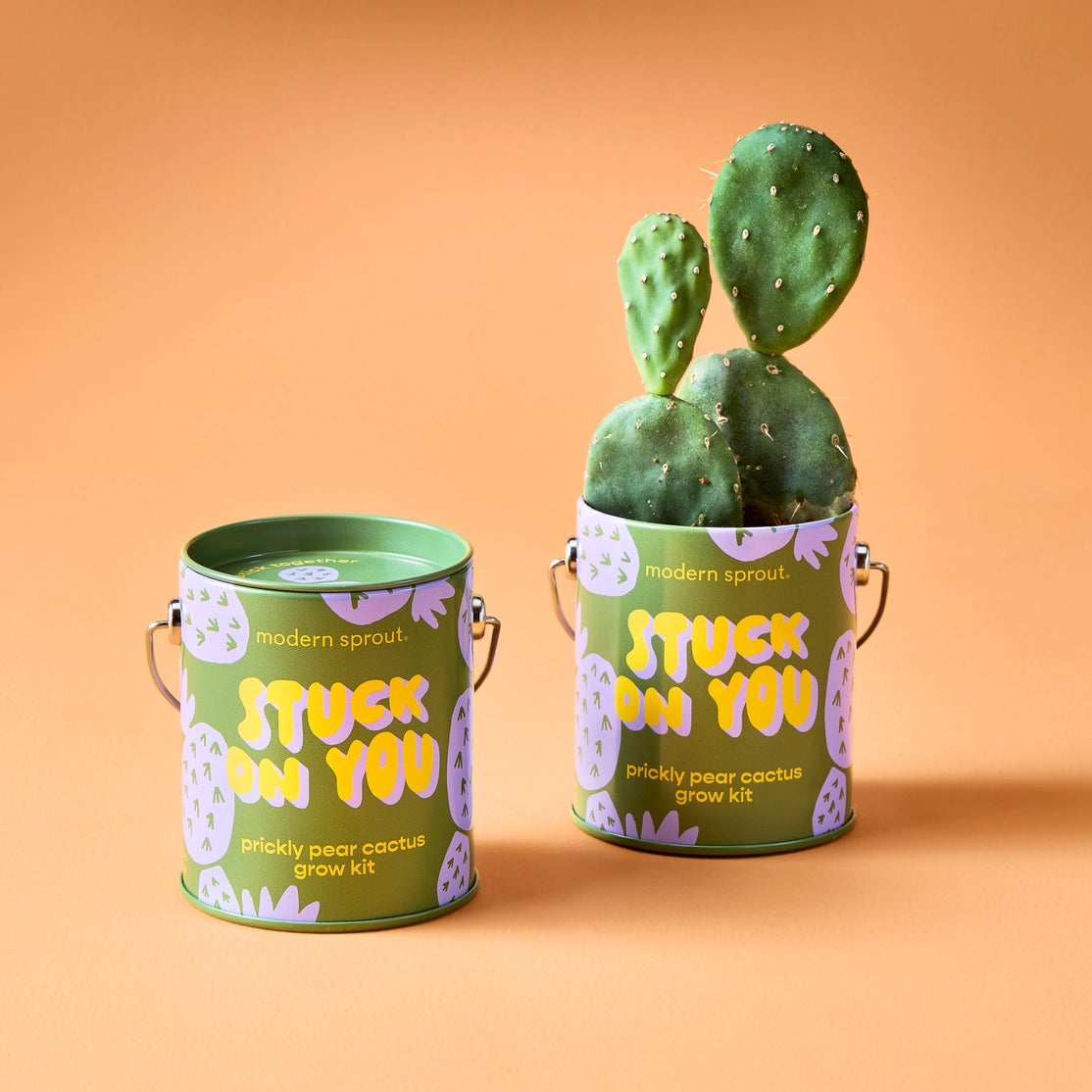 Modern Sprout Grow Kits