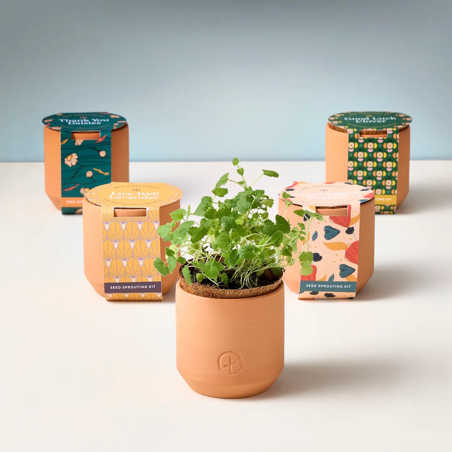 Modern Sprout Terracotta Seed Sprouting Kits